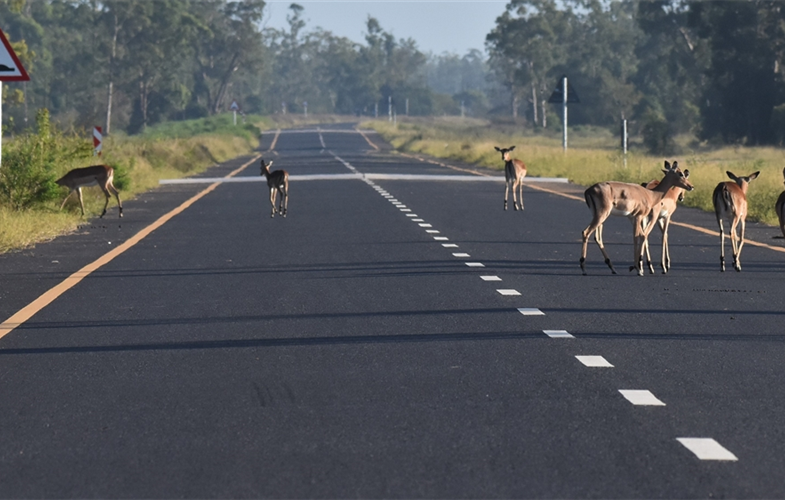 Impala crossing a road in Maputo Special Reserve, Mozambique CREDIT Fabien Quetier